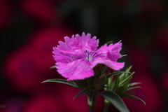 小さな公園の花たち　⑤。。。！