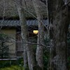 嵯峨野点描⑤。。。！