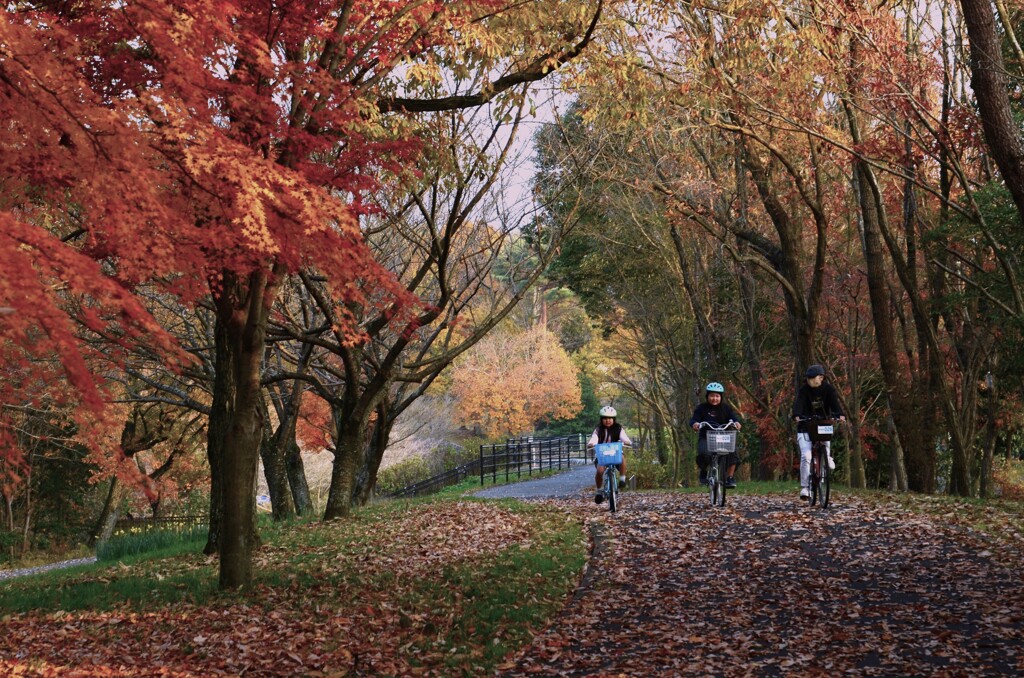 秋のサイクリングロード　。。。！