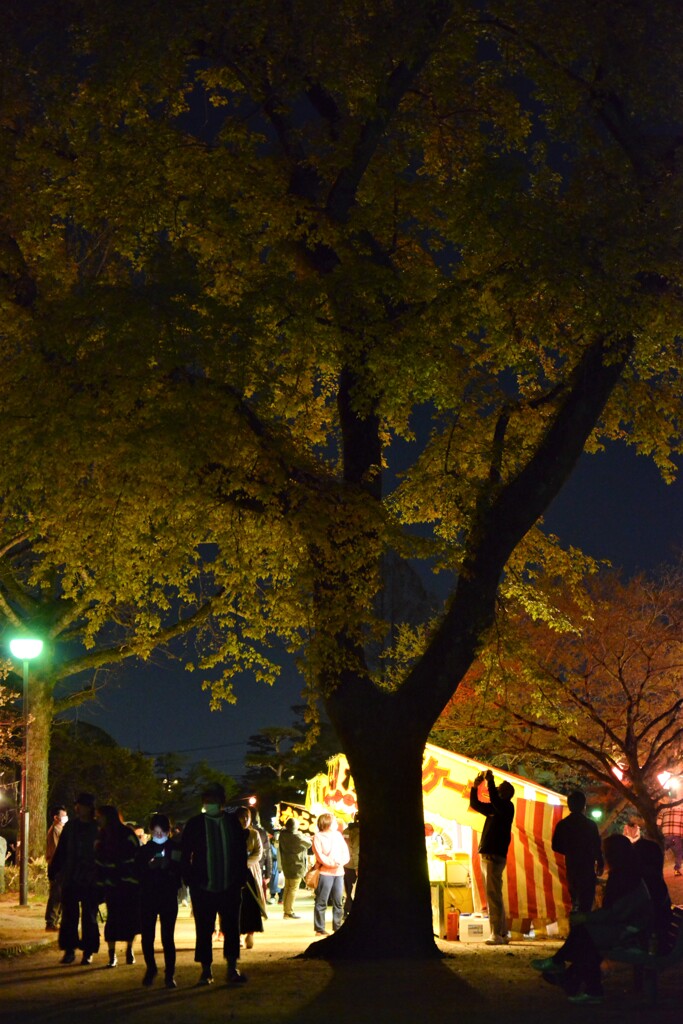 道後の花見風景　。。。！