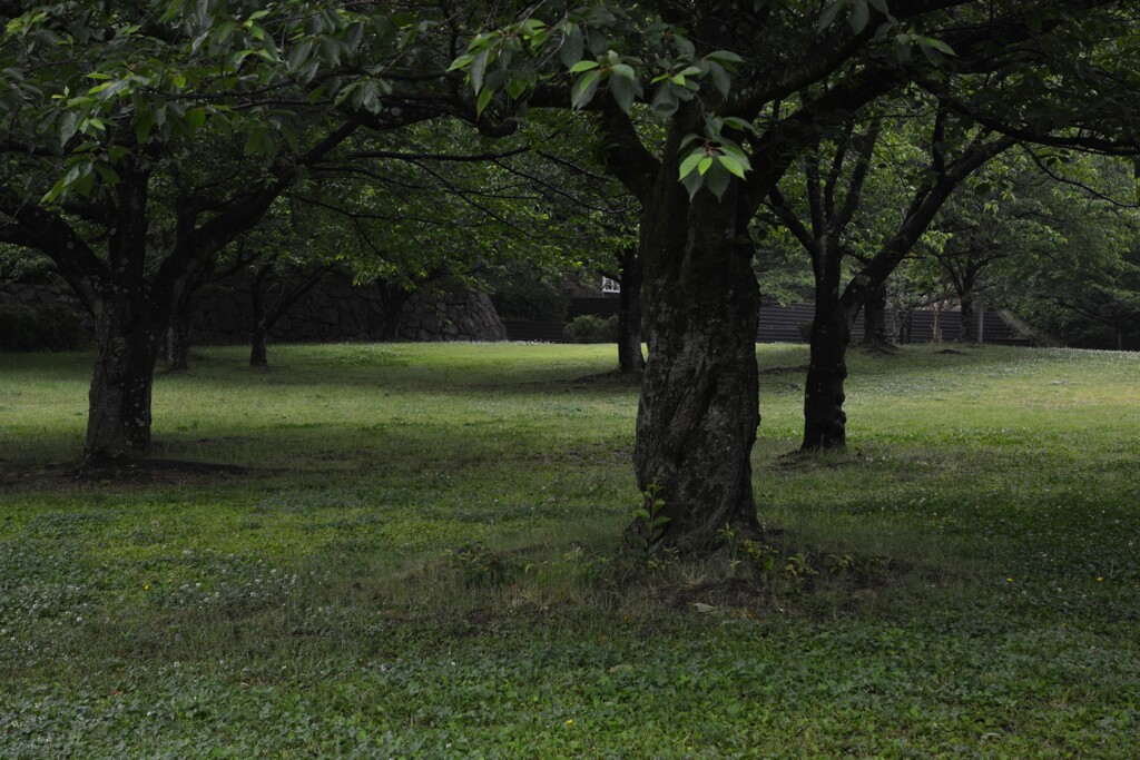 雨の公園　②。。。！
