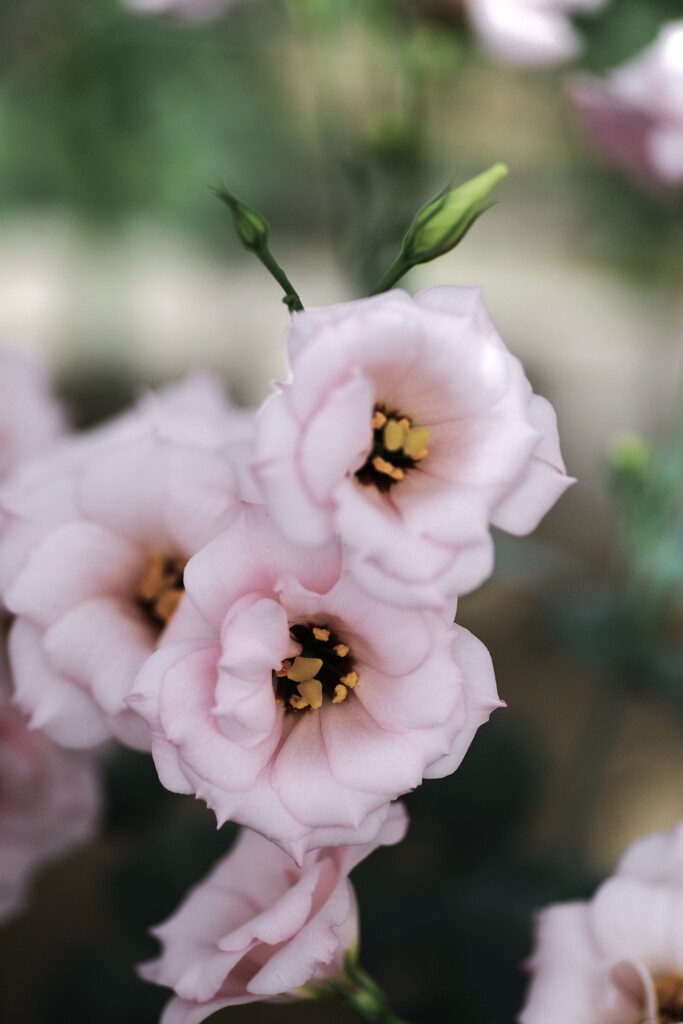 夏花彩色　④。。。！