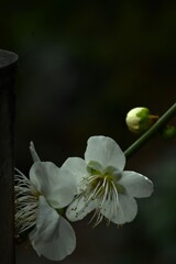 庚申庵の春花　④。。。！
