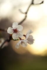 哀花．．桜の涙　➂。。。！