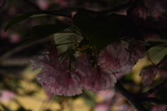 夜桜　②。。。！