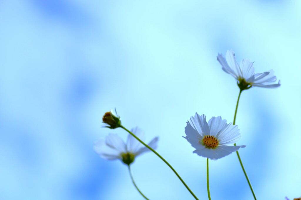 純真な心情　②。。。！