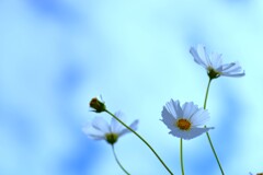 純真な心情 ②。。。! 純真な心情 ②。。。!