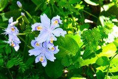 初夏の香り　②。。。！