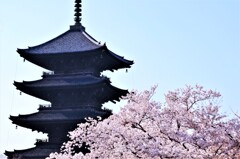 桜と五重塔。。。！