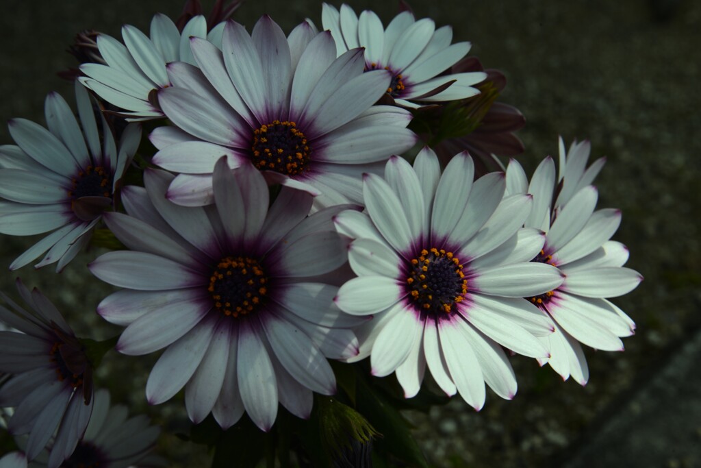 野に咲く花のように　➁。。。！
