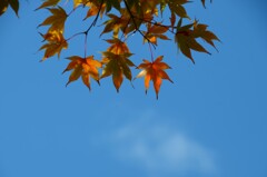 紅葉と秋の空。。。！