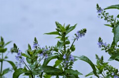 雨の日の草たち　①。。。！