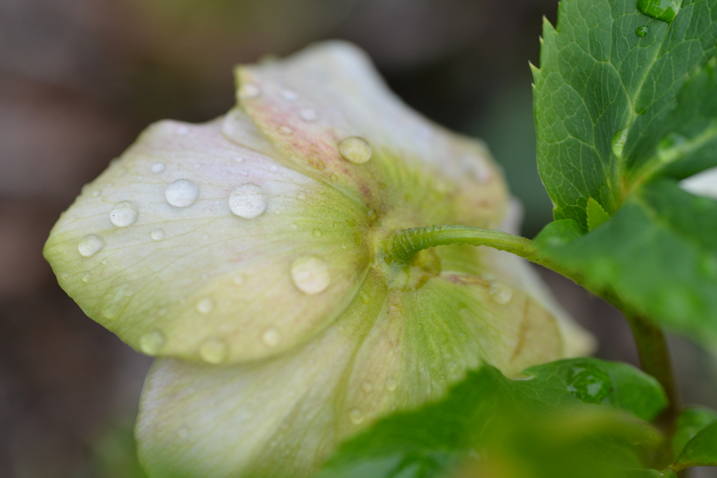春雨に濡れて　①。。。！