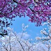 春のしまなみ海道　③。。。！