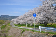 故郷…　山河…　春　④。。。！