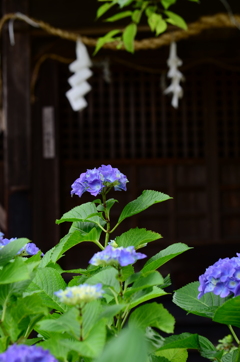 神社の紫陽花　②。。。！