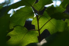 夏の彩　④。。。！