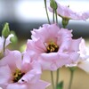 穏やかに包まれて　①。。。！