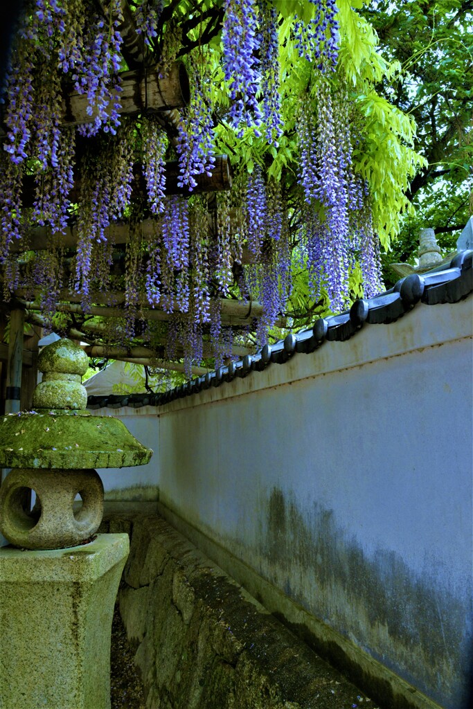 山寺のふじ棚。。。！