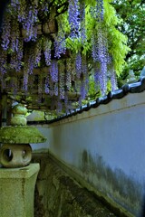 山寺のふじ棚。。。！