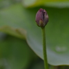 千年蓮．．しばらくお待ちください。　②。。。！