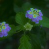 夏花彩色　③。。。！