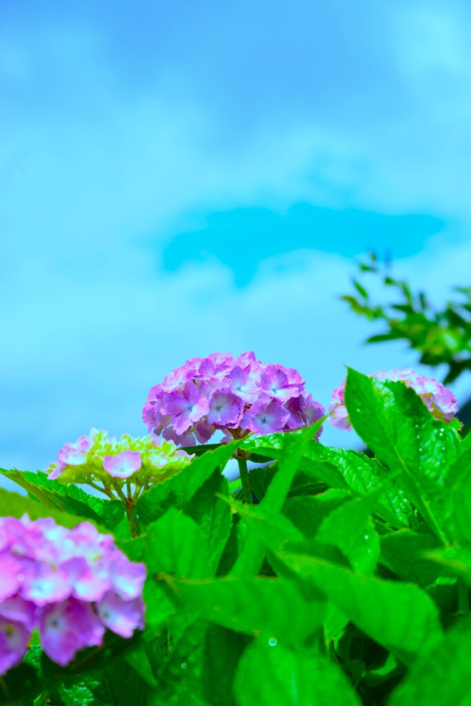 雨上がりと紫陽花　④。。。！