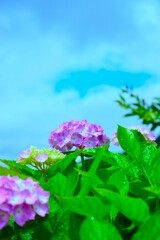 雨上がりと紫陽花　④。。。！