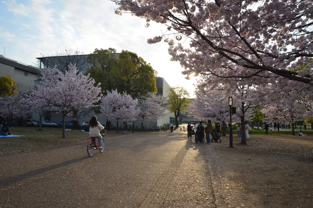 城山公園．．百花繚乱　➂。。。！