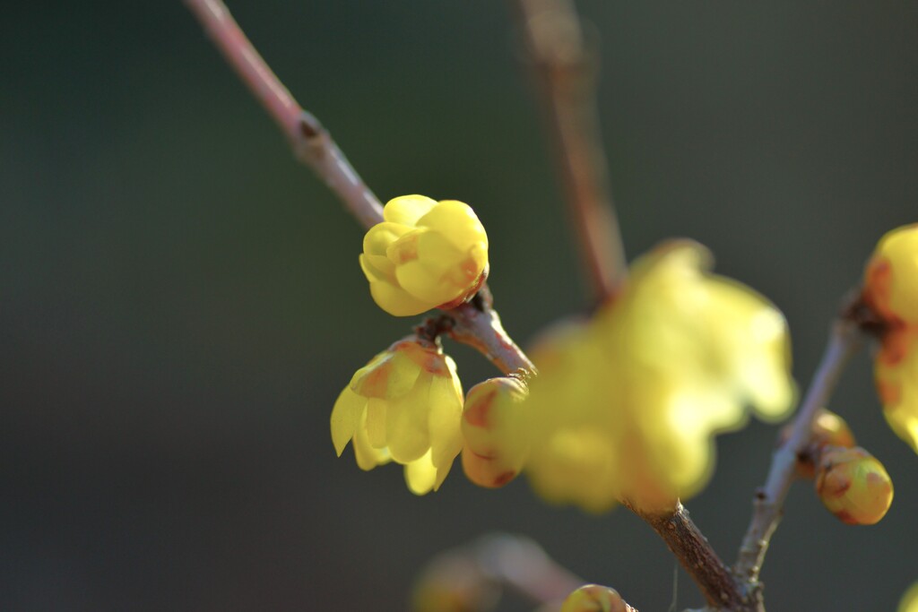 蠟梅が咲く　②。。。！