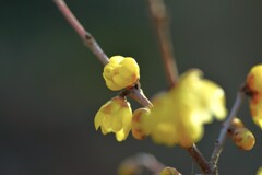 蠟梅が咲く　②。。。！