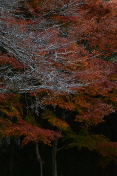 冬の呼び声　①。。。！