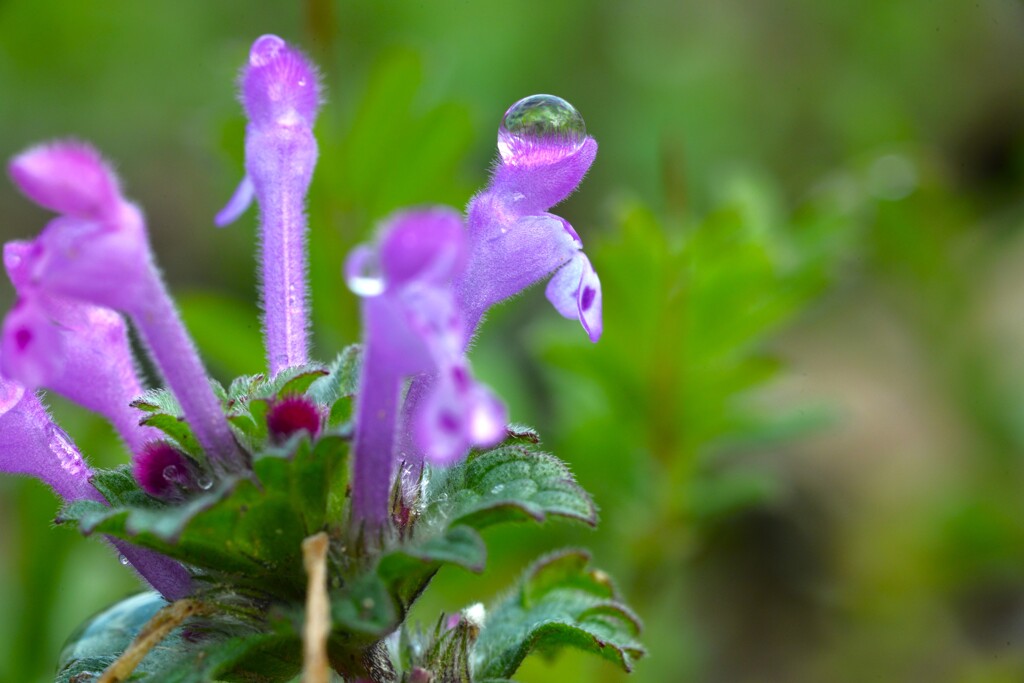 朝露の輝き　➂。。。！