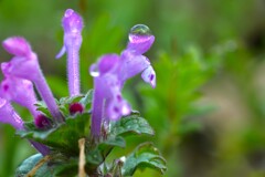 朝露の輝き　➂。。。！