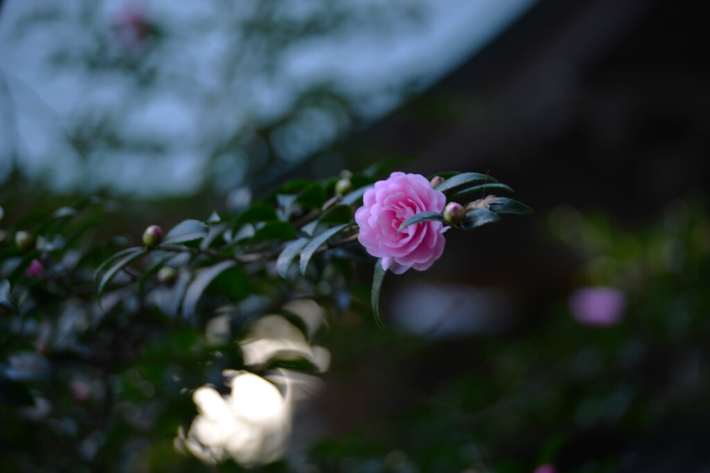 優しさの寒椿　②。。。！