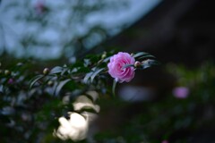 優しさの寒椿　②。。。！