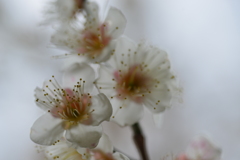 白いベールの花たち　⑥。。。！