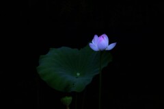 妖艶に咲く　②。。。！