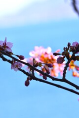 春待ち．．頬紅　①。。。！