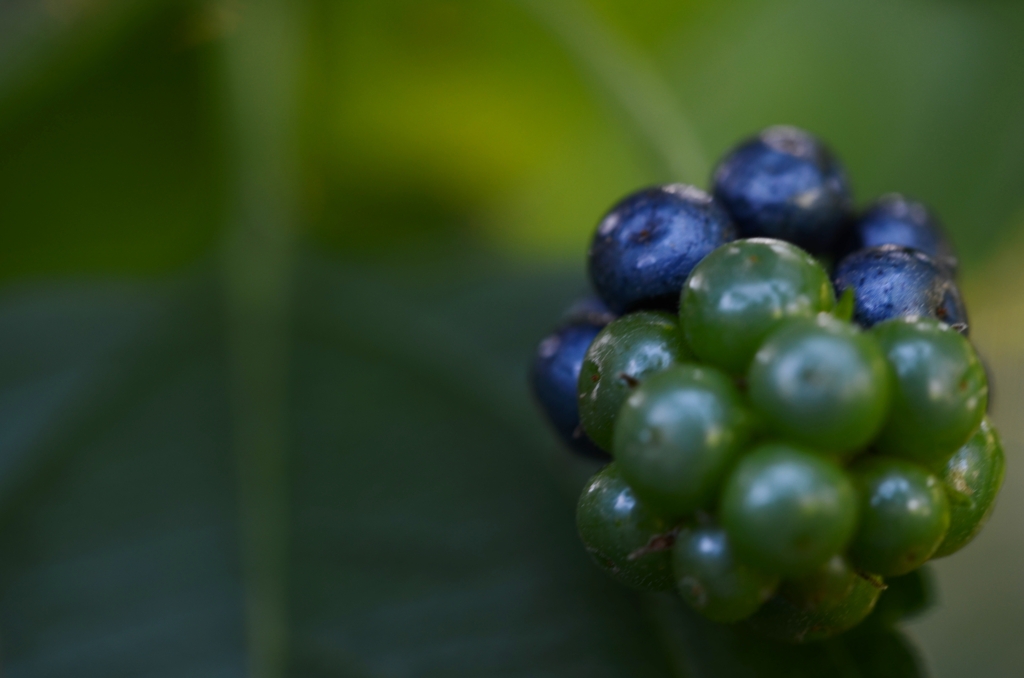 秋を告げる足音　④　。。。！