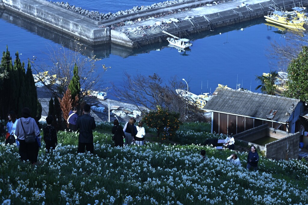 カメラ女子と水仙の丘　⑤。。。！