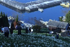 カメラ女子と水仙の丘　⑤。。。！