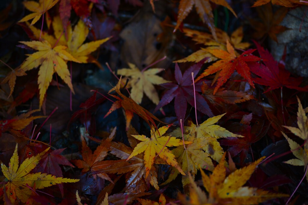 good-byeもみじ彩　①。。。！