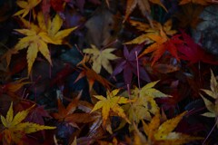 good-byeもみじ彩　①。。。！