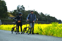 黄色の絨毯　➂。。。！