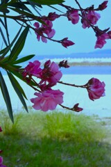 海辺のcafeteria　⑥。。。！