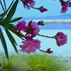 海辺のcafeteria　⑥。。。！