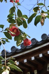 紅椿と大宝寺　➂。。。！