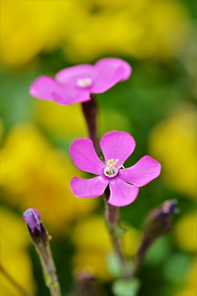 彩る花たちへ　③。。。！