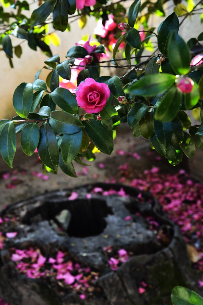 尾道の香り　⑥。。。！